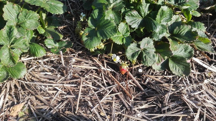 Strawberries in a ribbon - Strawberry, My, Strawberry (plant), Harvest, The photo