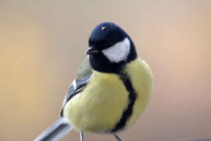 Where's the food? - Birds, My, Tit