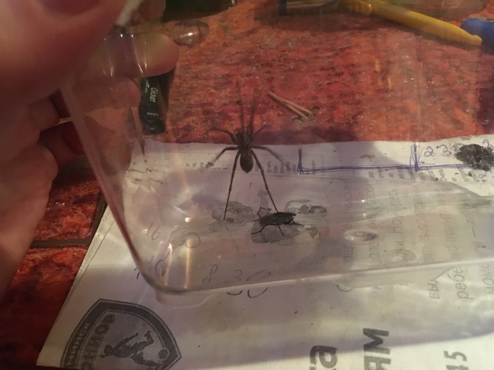 a guest - My, Spider, Guests, Who is this?, What to do, 