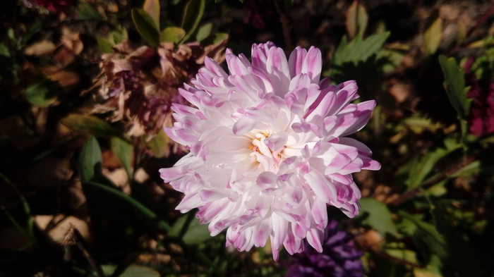 Астра. Любимый осенний цветок