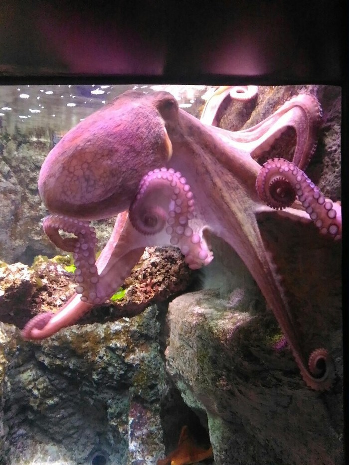 Come on, tell me ... - My, Oceanarium, Paris, Octopus, The photo