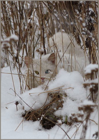 I look at both. - cat, Catomafia, The photo, Snow