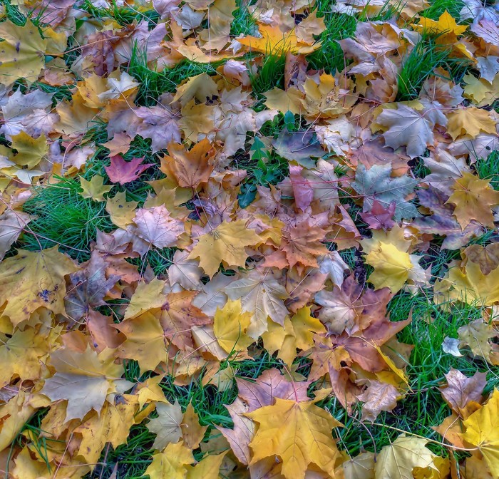 Leaf fall - My, Autumn, Leaf fall, HDR