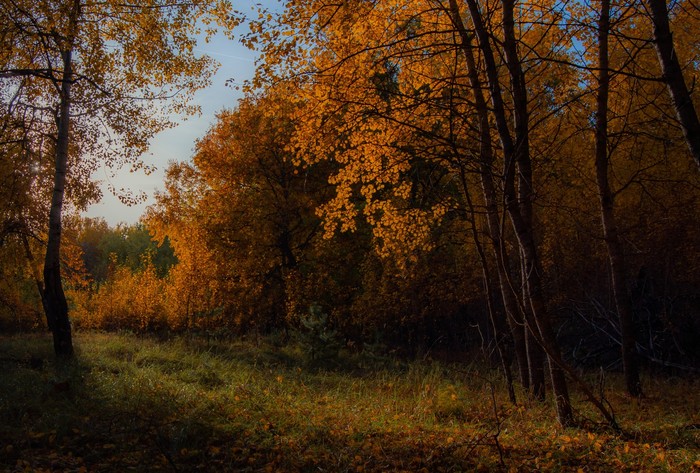 Autumn gold - Landscape, Voronezh, Autumn, My, Forest, Nature, The photo