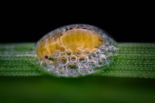 20 winners of Nikon Small World Microphotography 2018 - The photo, Microfilming, Macro, Longpost, Microfilming, Macro photography