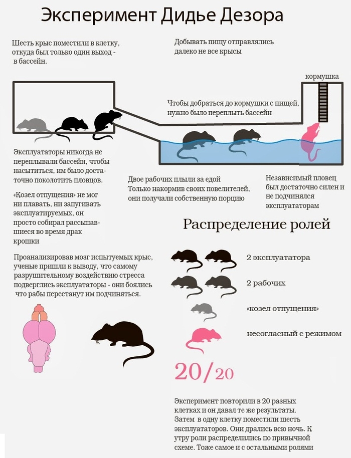 Didier Desor experiment - Hierarchy, Experiment, Rat, Longpost