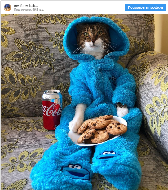 The US Embassy in Australia accidentally sent out invitations with a picture of a cat in pajamas by e-mail - cat, Animals, USA, Error, Longpost