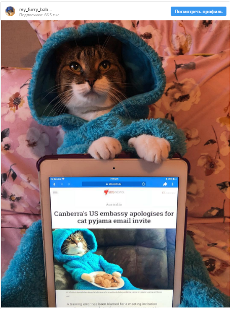 The US Embassy in Australia accidentally sent out invitations with a picture of a cat in pajamas by e-mail - cat, Animals, USA, Error, Longpost