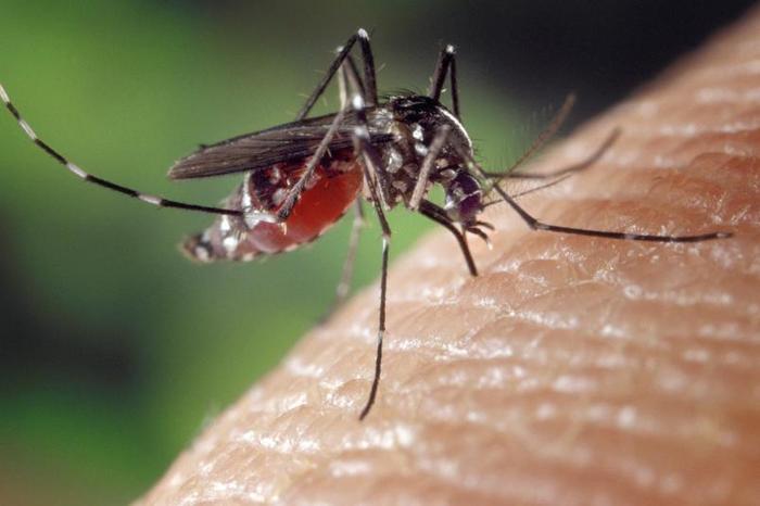 Researchers develop Zika vaccine to treat brain tumors - Scientists, Virus, Treatment, The science, Longpost