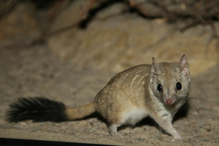Divergent Mouse | Two-crested marsupial mouse - My, Wild land, Animals, Nature, Interesting, Wild animals, Longpost