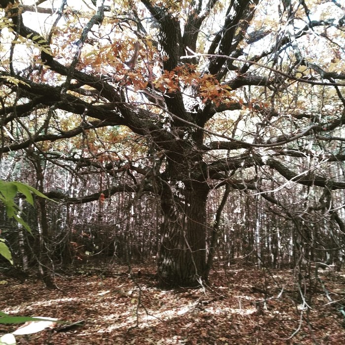 Oak in a pine forest. - My, Nature, beauty, Forest, Autumn, Oak