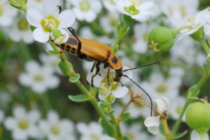 American beetles prefer female zombies - Biology, Facts, Relationship, Love, Insects