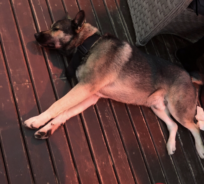 Owner RESPOND - A loss, Lost, Leningrad region, Dog, Found a dog, Repino, Komarovo, No rating