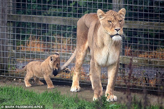 Гордая львица показывает первых за три года африканских львят, рождённых в  Англии | Пикабу