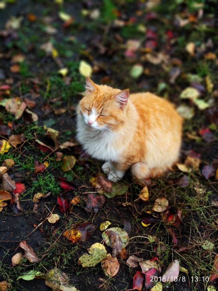 RSL autumn - My, cat, The photo, Autumn