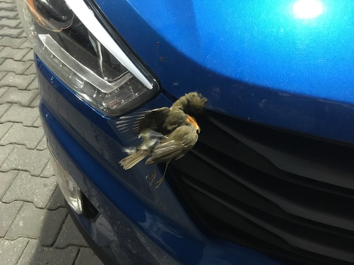 Поймал птичку) | Пикабу