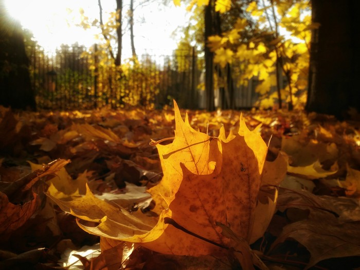 Golden autumn - My, The photo, Mobile photography, Autumn, Leaves