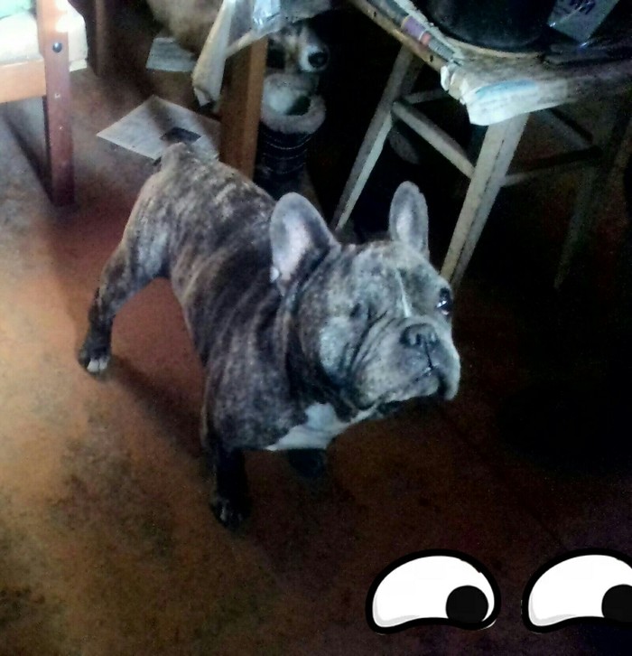 Live well, and live well even better! - My, French Bulldog, Long-liver, Dog