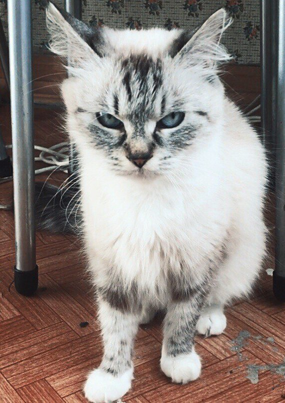 The cat is gone - My, Tricolor cat, Murino, Lost, Pet, Help, cat, Leningrad region, Pets