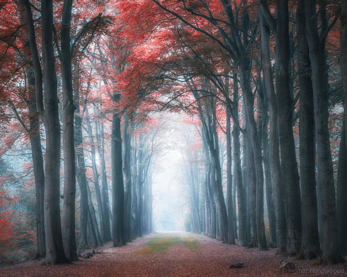 Morning walk, Doetinchem, Netherlands - Nature, beauty of nature, Netherlands, Fog, The photo, Netherlands (Holland)