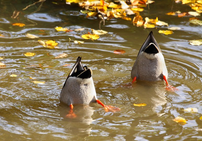 Surveillance - My, Peterhof, Autumn, The photo, Duck, Surveillance