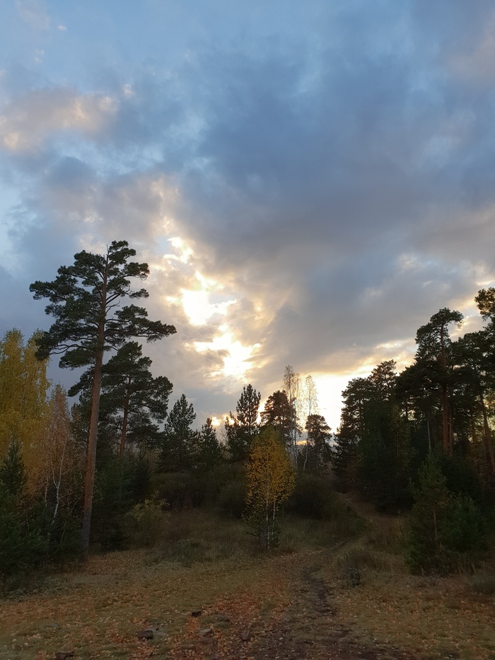 Осенний лес в Челябинске - Моё, Прогулка, Лес, Собака, Красота природы, Длиннопост