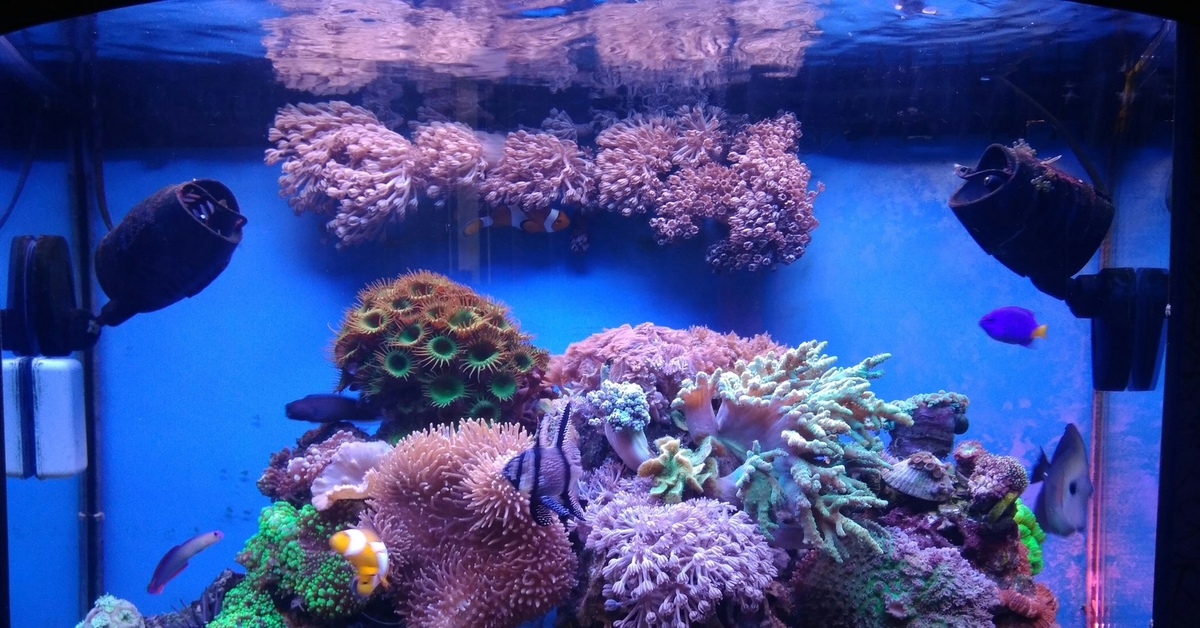 Marine aquarium. Морской рифовый аквариум. Морской рифовый аквариум с мягкими кораллами. Микро-риф морской аквариум. Красивый морской аквариум.