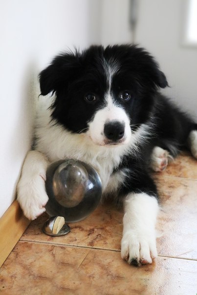 My dog ??border collie - Richard - My, Border Collie, Dog, Dog days, Milota, cuteness, Best friend, Longpost