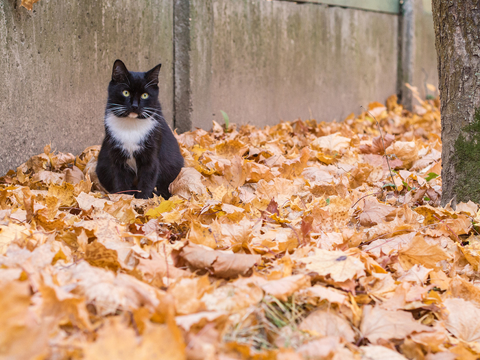 October rustles - My, The photo, cat, Autumn