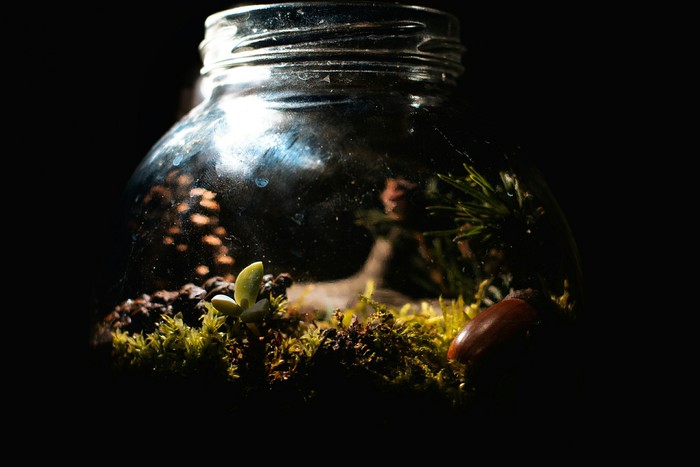 small forest - My, Forest, Moss, Closed ecosystem, , Terrarium, Plants