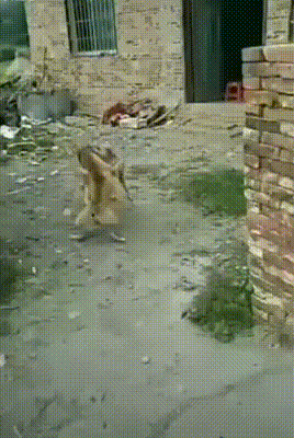 153989048414761208.gif