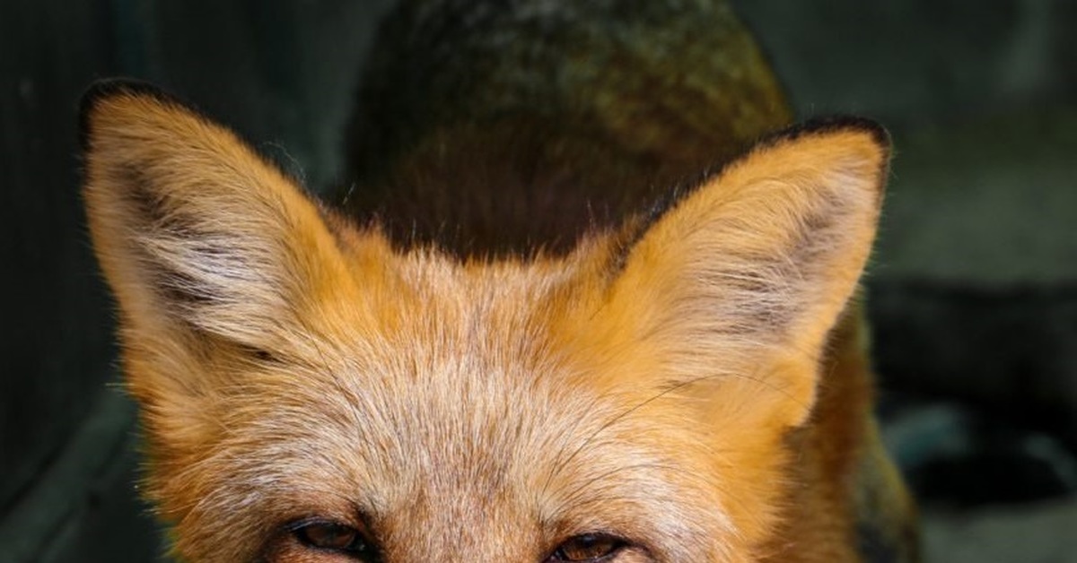Милая лиса. Морда лисы. Улыбка лисы. Моська лисица. Смешная лиса.
