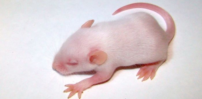 Through the efforts of scientists, mice were born - children of same-sex parents, two moms and two dads - Longpost, Epigenetics, , Embryo, Embryonic development