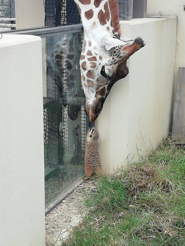 Friends say hello - Giraffe, Friends, Meerkat