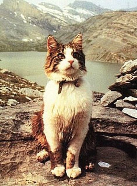 Швейцарский кот-альпинист Томба. | Пикабу