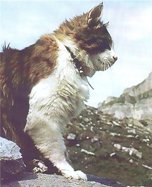 Swiss climbing cat Tomba. - cat, Animals, Mountaineering, Tourism, The mountains, Travels, Adventures, Longpost