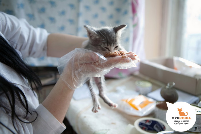 Чем кормить недельного котенка. Смотреть фото Чем кормить недельного котенка. Смотреть картинку Чем кормить недельного котенка. Картинка про Чем кормить недельного котенка. Фото Чем кормить недельного котенка