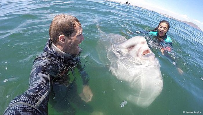 In South Africa, divers captured the smile of an unusual moon-fish. - A fish, Fish Moon, Smile, Diver, Water