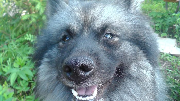 Hello! - Keeshond, My, Dog