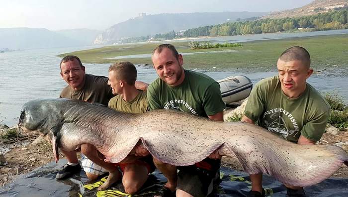 catfish - Fishing, Catfish, Catch, Spain