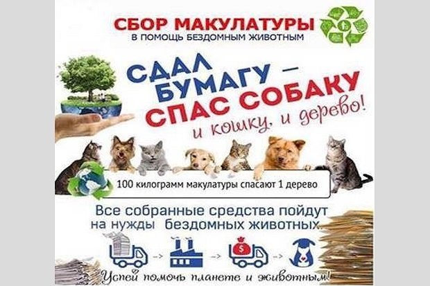 How to help homeless animals in Yekaterinburg - My, Catomafia, Charity, cat, Cat cafe, Longpost