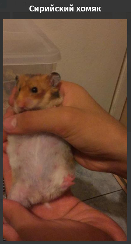 Syrian hamster - Face, Hamster, Announcement, The photo, Screenshot, Syria, Syrian hamster