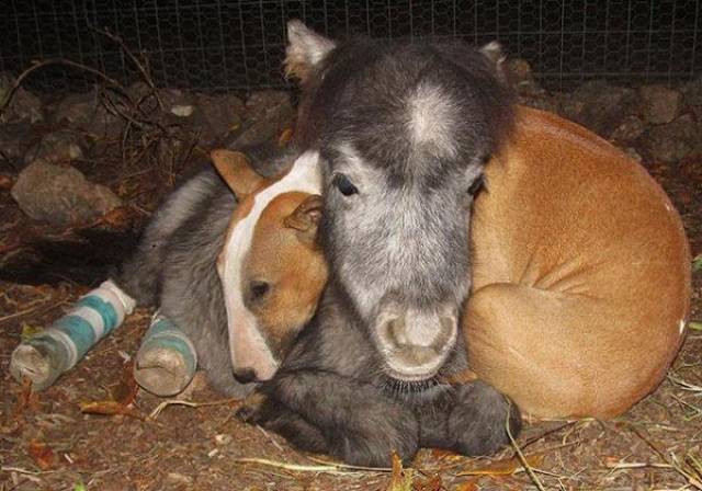 Warmer together - Dog, Pony, Heat, Bull terrier