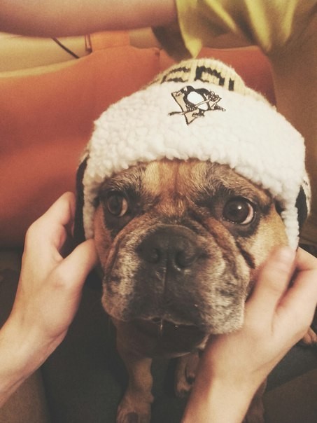 Мопсик (французский больдог)