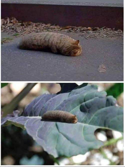 Caterpillar - cat, Caterpillar, Photoshop