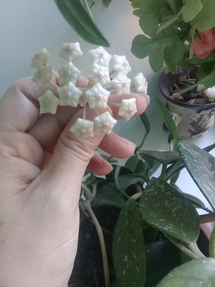 Hoya bloomed - My, Hoya, Flowers, Longpost