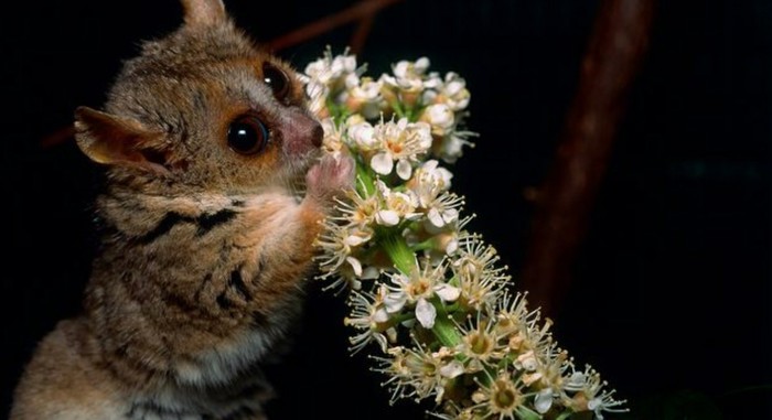 Gray mouse lemur | Beware, concentrated cuteness! - My, Wild land, Animals, Nature, Interesting, Wild animals, Lemur, Longpost