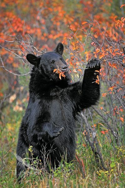 Bear also wants an autumn photo - The photo, The Bears, Autumn