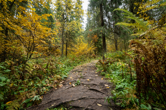 Ural jungle - My, Ural, , Perm Territory, Longpost