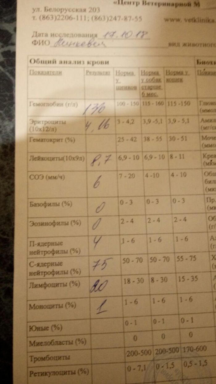 Dog blood test - Veterinary, Dr. Aibolit, , Longpost, Dog, Blood test